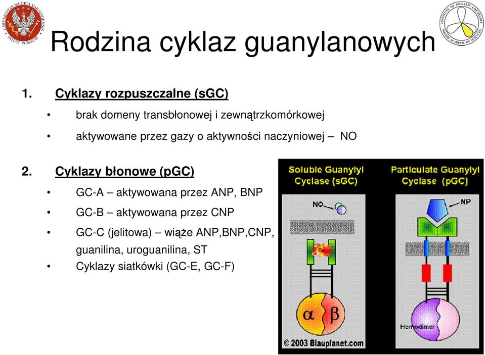 aktywowane przez gazy o aktywności naczyniowej NO 2.