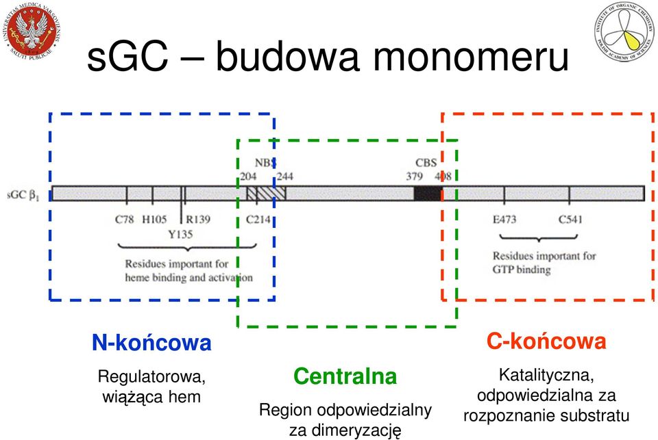 Region odpowiedzialny za dimeryzację