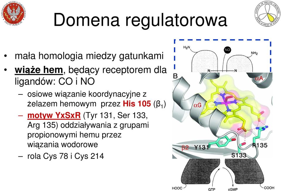 hemowym przez His 105 (β 1 ) motyw YxSxR (Tyr 131, Ser 133, Arg 135)