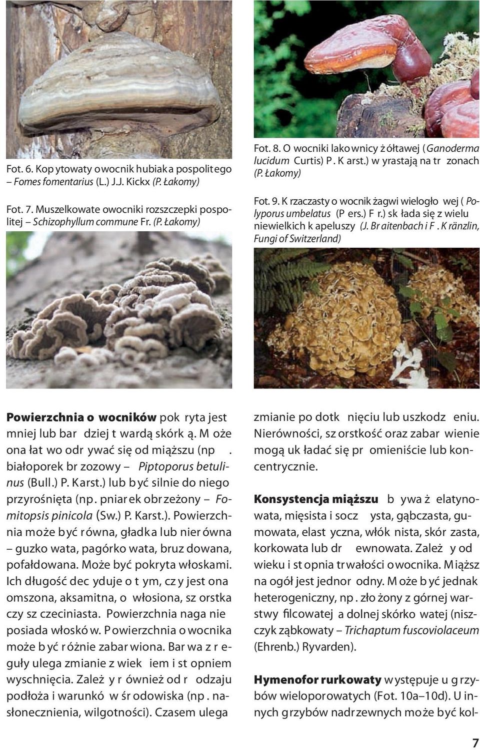) sk łada się z wielu niewielkich k apeluszy (J. Br aitenbach i F. K ränzlin, Fungi of Switzerland) Powierzchnia o wocników pok ryta jest mniej lub bar dziej t wardą skórk ą.