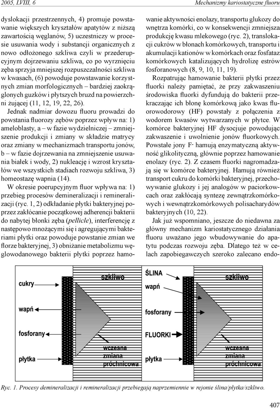 korzystnych zmian morfologicznych bardziej zaokrąglonych guzków i płytszych bruzd na powierzchni żującej (11, 12, 19, 22, 26).