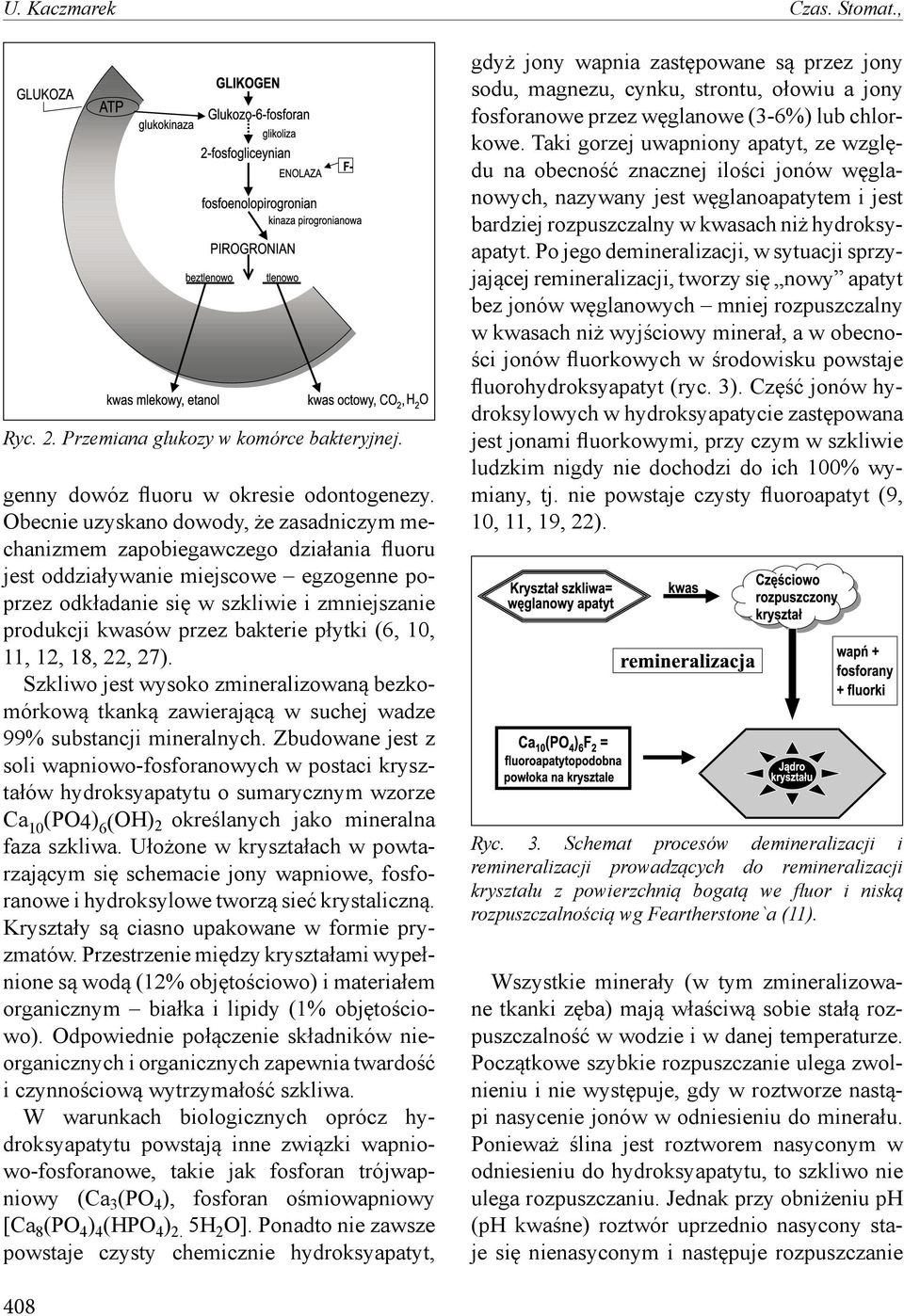 bakterie płytki (6, 10, 11, 12, 18, 22, 27). Szkliwo jest wysoko zmineralizowaną bezkomórkową tkanką zawierającą w suchej wadze 99% substancji mineralnych.