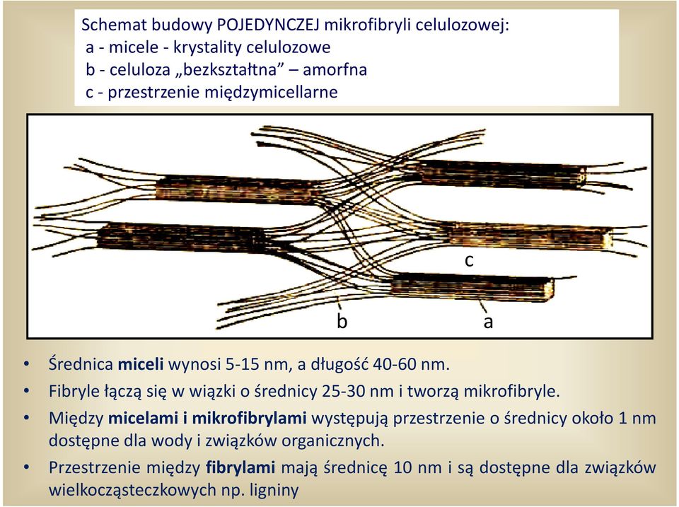 Fibryle łączą się w wiązki o średnicy 25-30 nm i tworzą mikrofibryle.