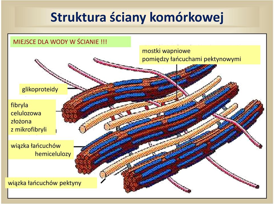 !! mostki wapniowe pomiędzy łańcuchami pektynowymi