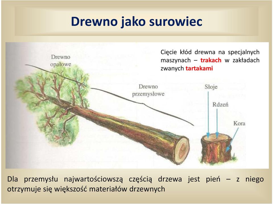 tartakami Dla przemysłu najwartościowszą częścią