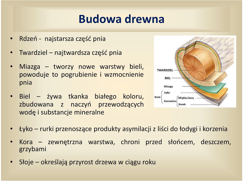 przewodzących wodę i substancje mineralne Łyko rurki przenoszące produkty asymilacji z liści do łodygi i
