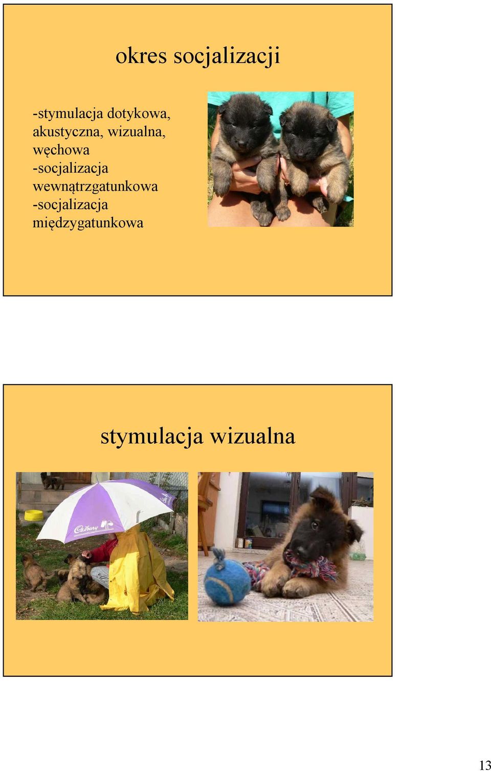 węchowa -socjalizacja