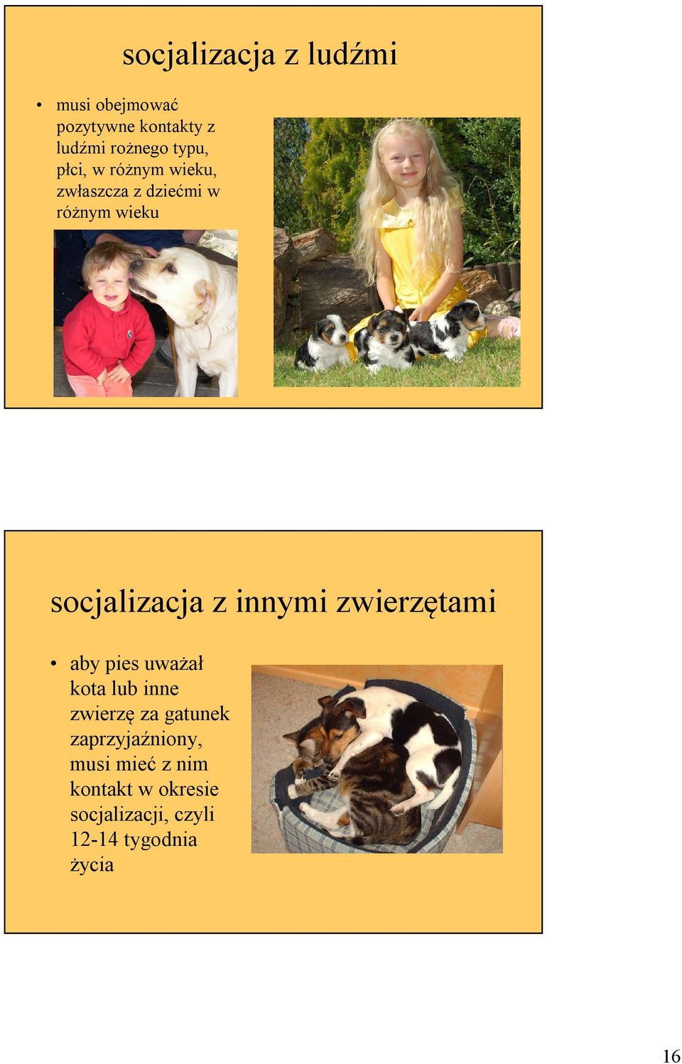 innymi zwierzętami aby pies uważał kota lub inne zwierzę za gatunek