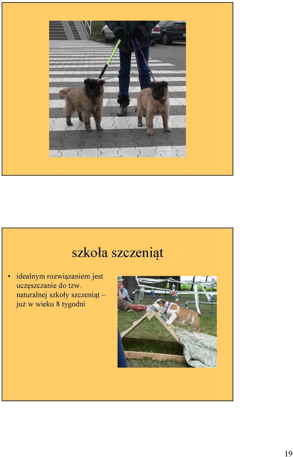 naturalnej szkoły szczeniąt