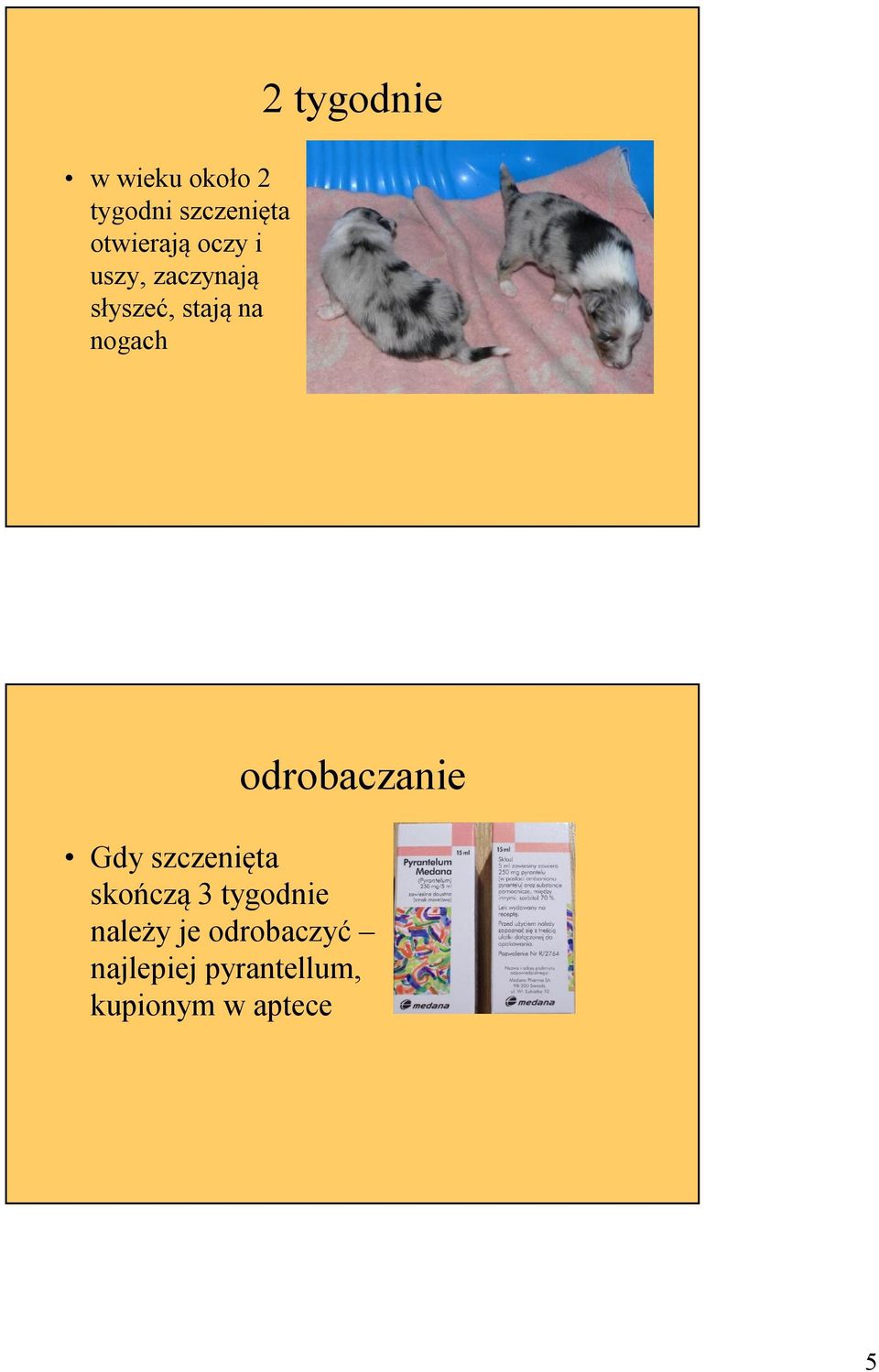 odrobaczanie Gdy szczenięta skończą 3 tygodnie należy