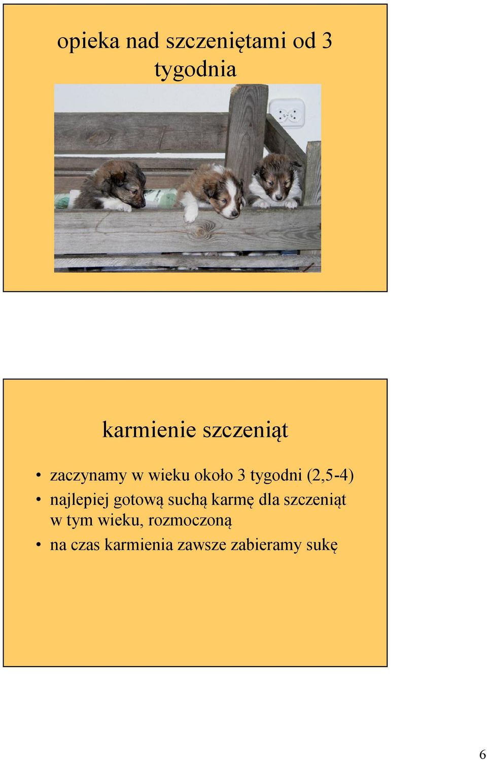 najlepiej gotową suchą karmę dla szczeniąt w tym