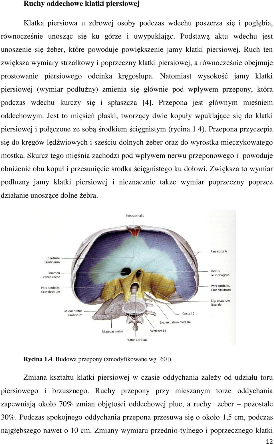 Ruch ten zwiększa wymiary strzałkowy i poprzeczny klatki piersiowej, a równocześnie obejmuje prostowanie piersiowego odcinka kręgosłupa.
