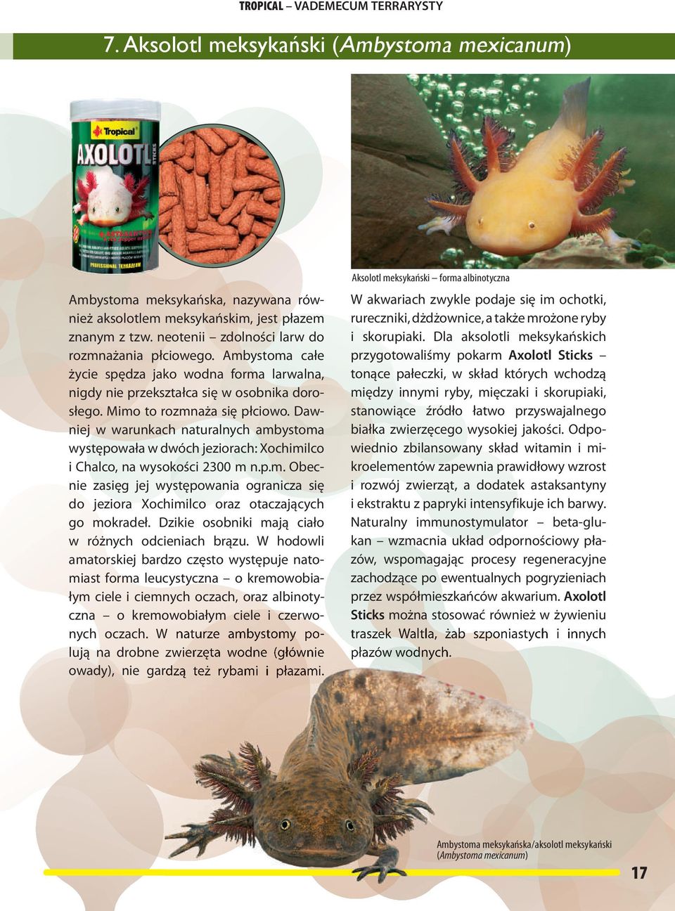 Dawniej w warunkach naturalnych ambystoma występowała w dwóch jeziorach: Xochimilco i Chalco, na wysokości 2300 m n.p.m. Obecnie zasięg jej występowania ogranicza się do jeziora Xochimilco oraz otaczających go mokradeł.