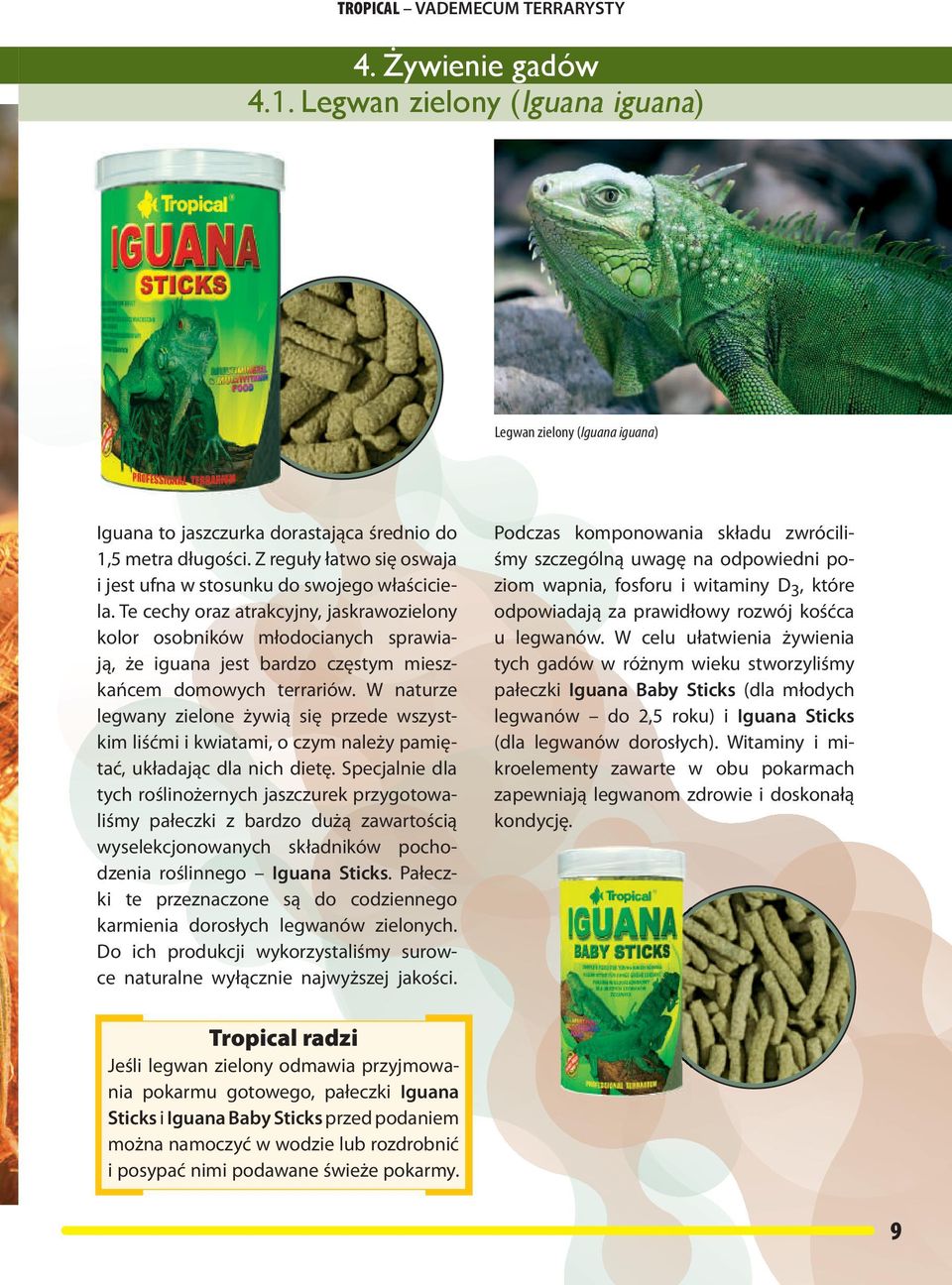 Te cechy oraz atrakcyjny, jaskrawozielony kolor osobników młodocianych sprawiają, że iguana jest bardzo częstym mieszkańcem domowych terrariów.