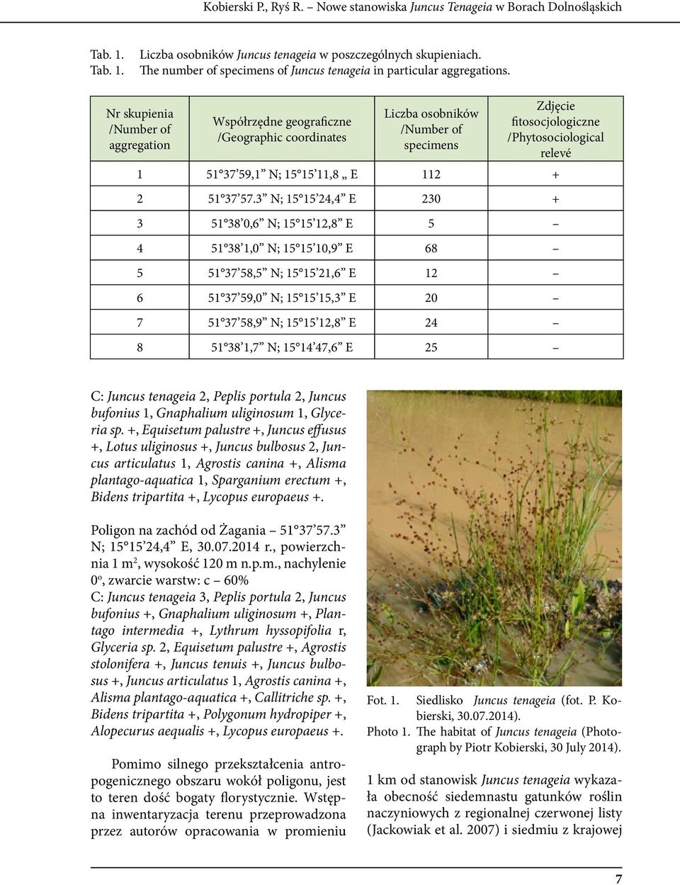 Nr skupienia /Number of aggregation Współrzędne geograficzne /Geographic coordinates Liczba osobników /Number of specimens Zdjęcie fitosocjologiczne /Phytosociological relevé 1 51 37 59,1 N; 15 15