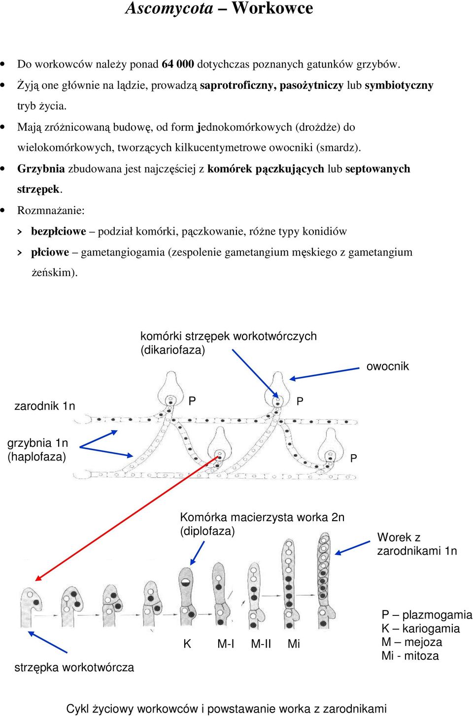 Grzybnia zbudowana jest najczęściej z komórek pączkujących lub septowanych strzępek.