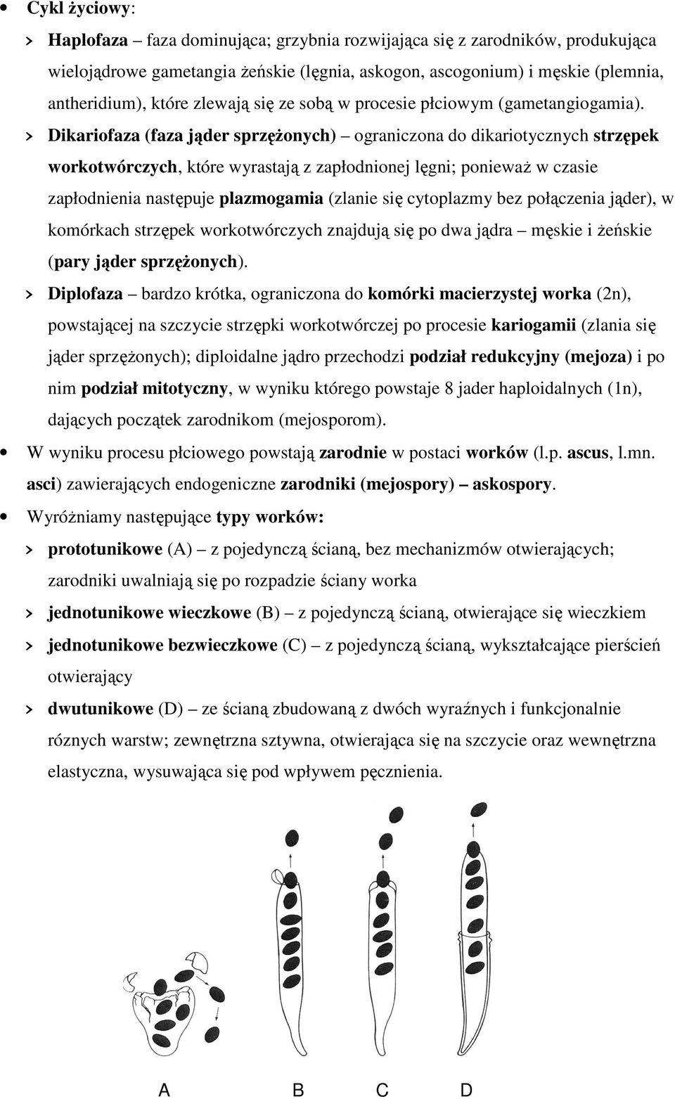 Dikariofaza (faza jąder sprzęŝonych) ograniczona do dikariotycznych strzępek workotwórczych, które wyrastają z zapłodnionej lęgni; poniewaŝ w czasie zapłodnienia następuje plazmogamia (zlanie się
