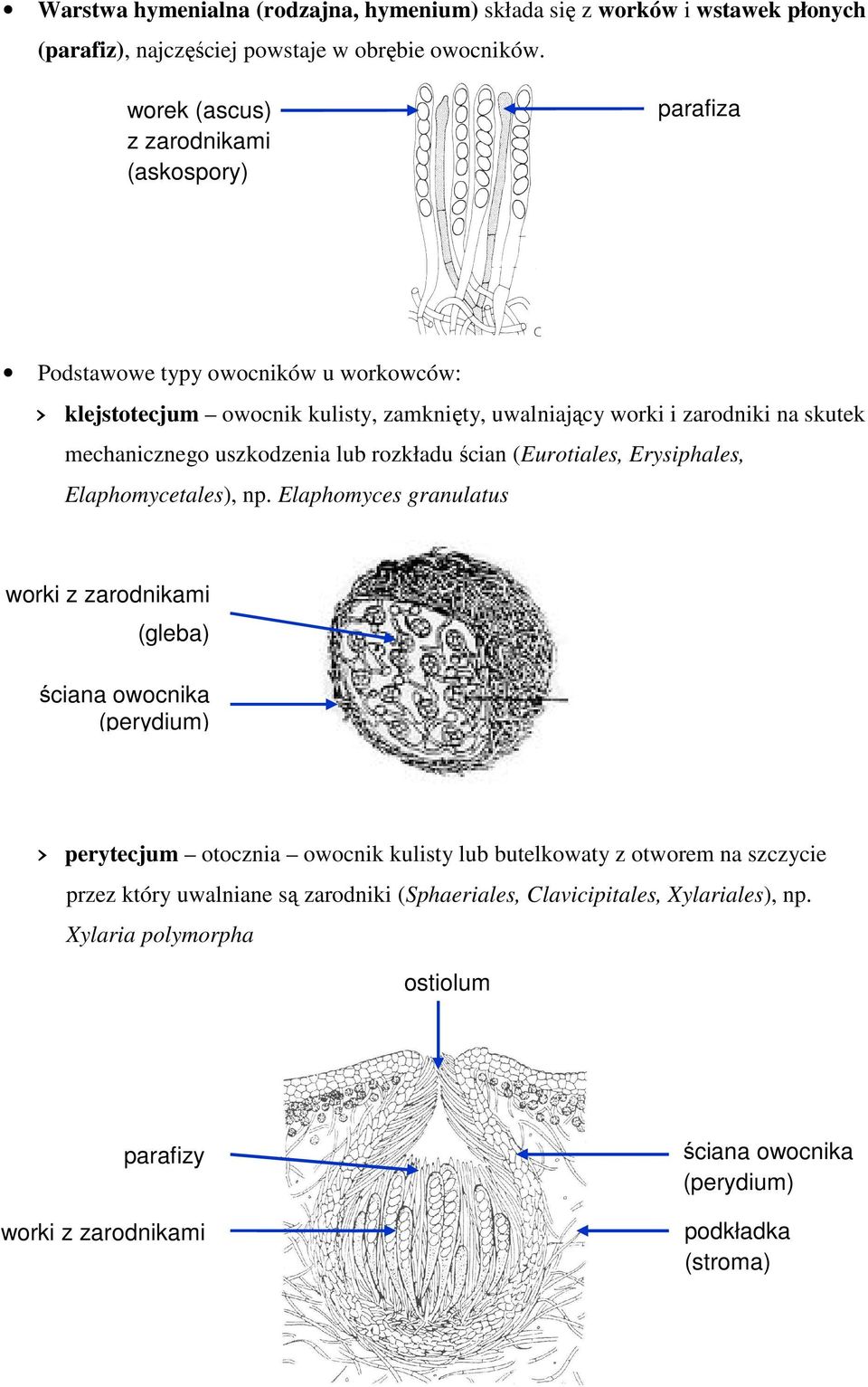 uszkodzenia lub rozkładu ścian (Eurotiales, Erysiphales, Elaphomycetales), np.