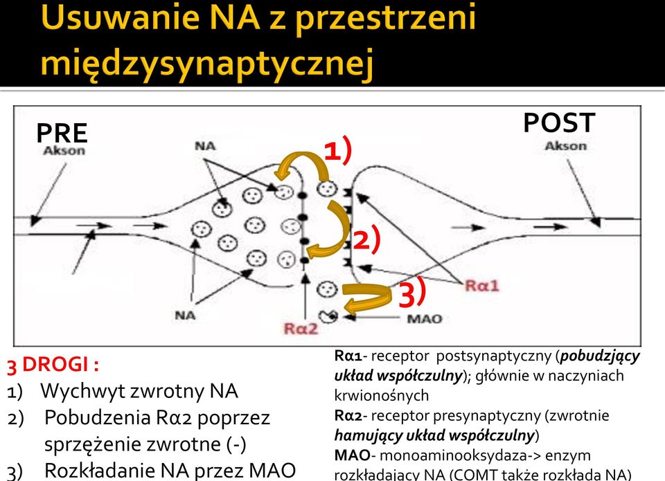 głównie w naczyniach krwionośnych Rα2- receptor presynaptyczny (zwrotnie hamujący układ