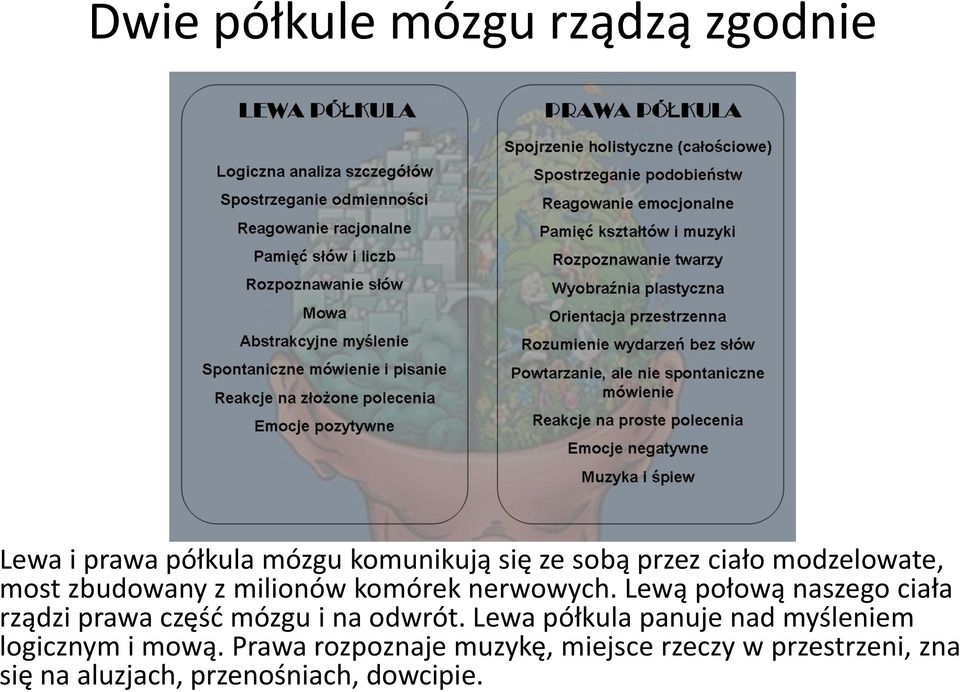 Lewą połową naszego ciała rządzi prawa częśd mózgu i na odwrót.