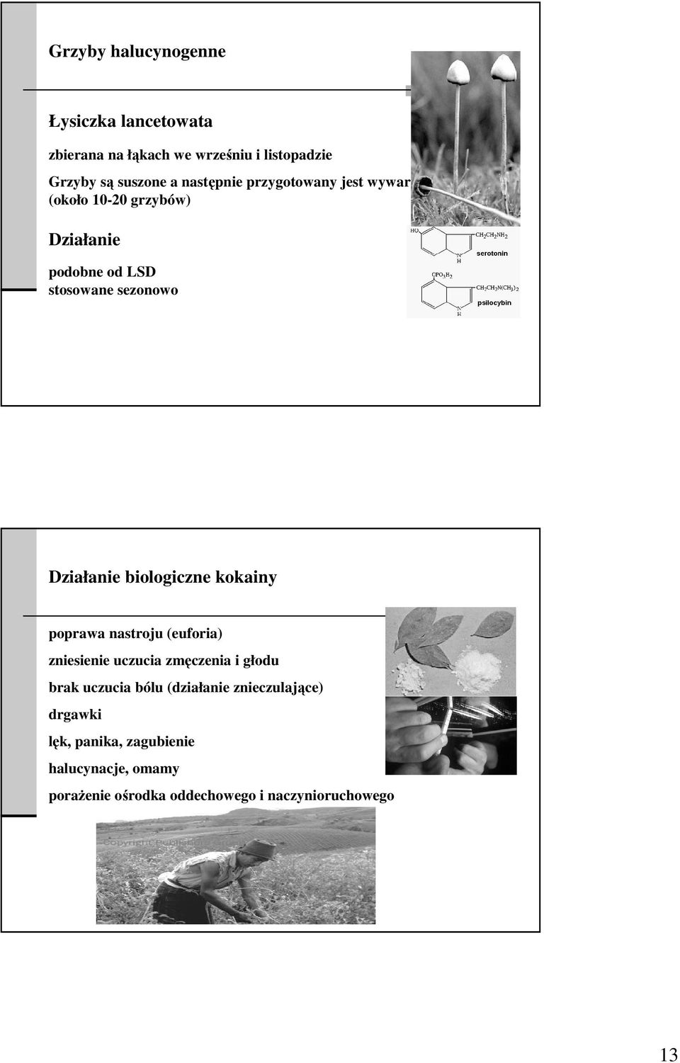 biologiczne kokainy poprawa nastroju (euforia) zniesienie uczucia zmęczenia i głodu brak uczucia bólu