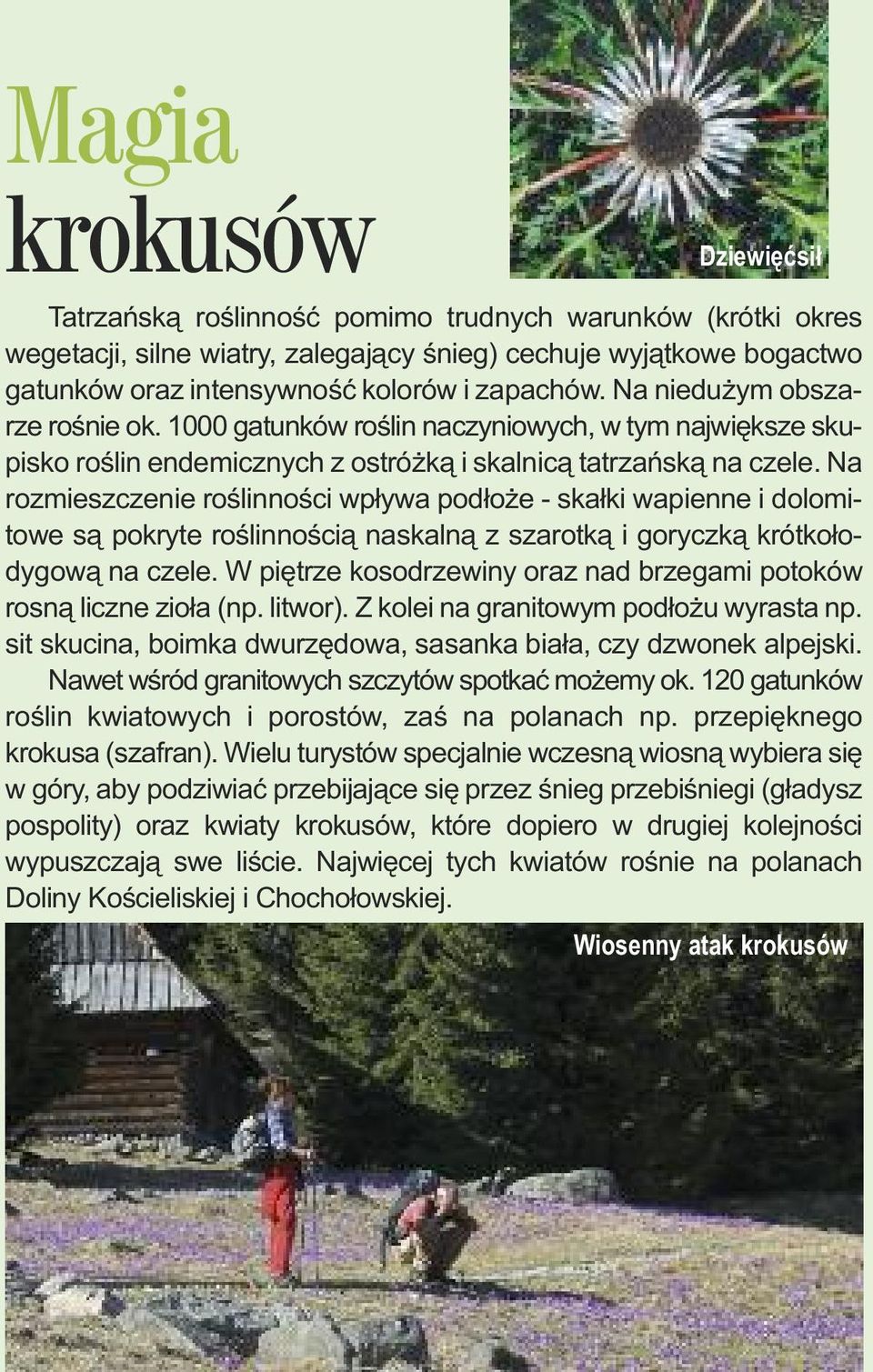 Na rozmieszczenie roślinności wpływa podłoże - skałki wapienne i dolomitowe są pokryte roślinnością naskalną z szarotką i goryczką krótkołodygową na czele.