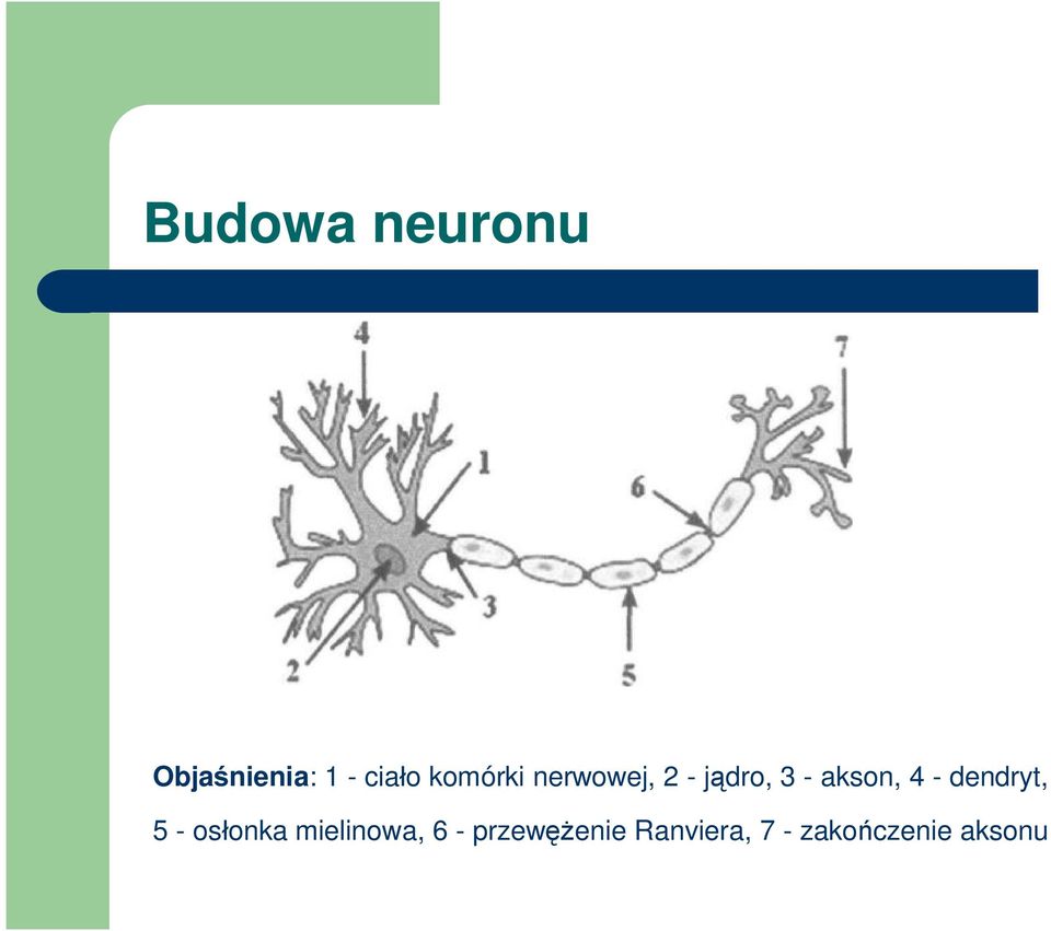 4 - dendryt, 5 - osłonka mielinowa, 6 -