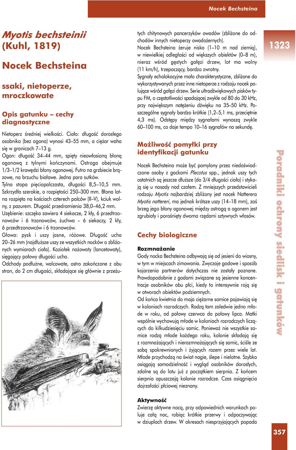 Ostroga obejmuje 1/3 1/2 kraw dzi b ony ogonowej. Futro na grzbiecie bràzowe, na brzuchu bia awe. Jedna para sutków. Tylna stopa pi ciopalczasta, d ugoêci 8,5 10,5 mm.
