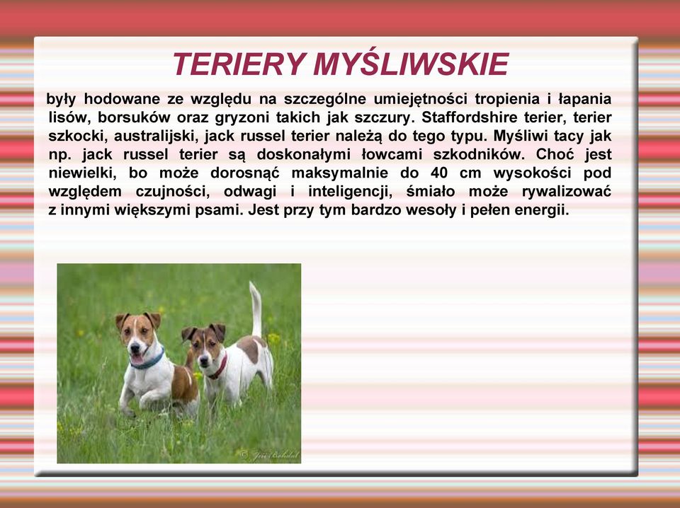 jack russel terier są doskonałymi łowcami szkodników.