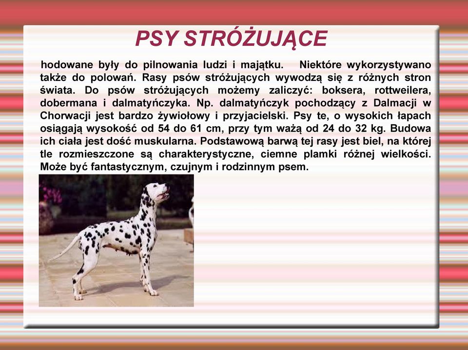 dalmatyńczyk pochodzący z Dalmacji w Chorwacji jest bardzo żywiołowy i przyjacielski.