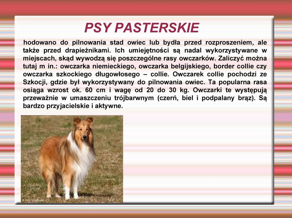 : owczarka niemieckiego, owczarka belgijskiego, border collie czy owczarka szkockiego długowłosego collie.