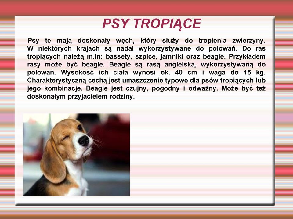 Przykładem rasy może być beagle. Beagle są rasą angielską, wykorzystywaną do polowań. Wysokość ich ciała wynosi ok.