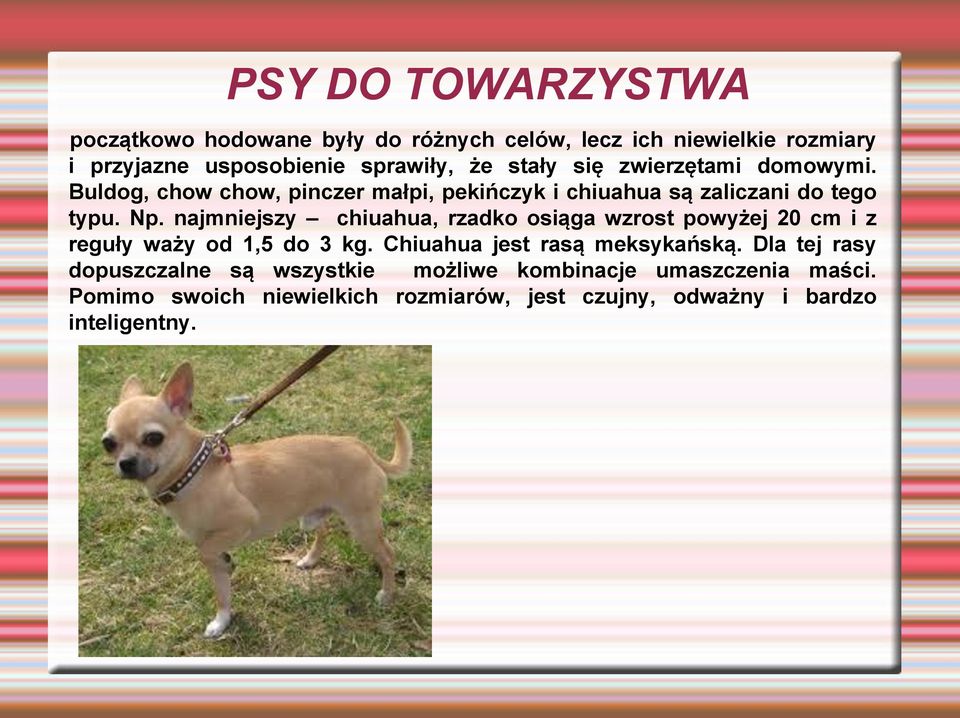 najmniejszy chiuahua, rzadko osiąga wzrost powyżej 20 cm i z reguły waży od 1,5 do 3 kg. Chiuahua jest rasą meksykańską.