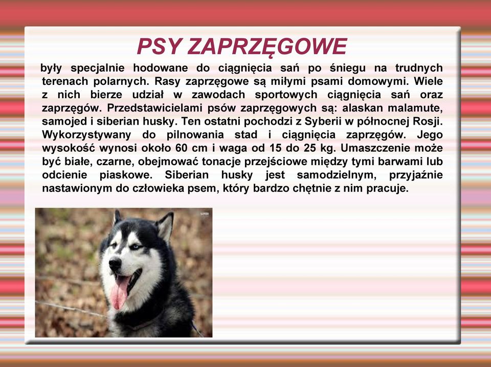 Ten ostatni pochodzi z Syberii w północnej Rosji. Wykorzystywany do pilnowania stad i ciągnięcia zaprzęgów. Jego wysokość wynosi około 60 cm i waga od 15 do 25 kg.