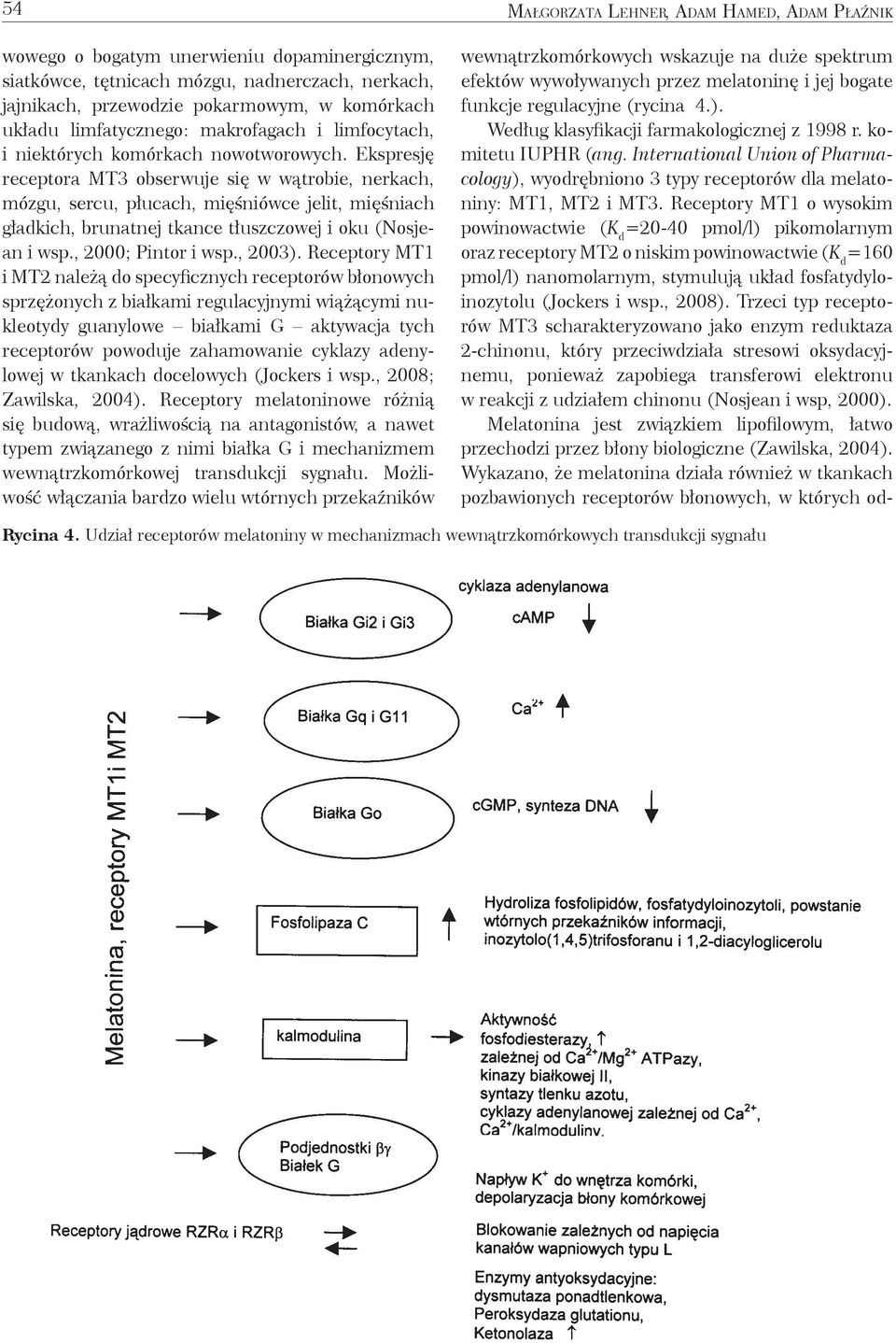 Ekspresję receptora MT3 obserwuje się w wątrobie, nerkach, mózgu, sercu, płucach, mięśniówce jelit, mięśniach gładkich, brunatnej tkance tłuszczowej i oku (Nosjean i wsp., 2000; Pintor i wsp., 2003).