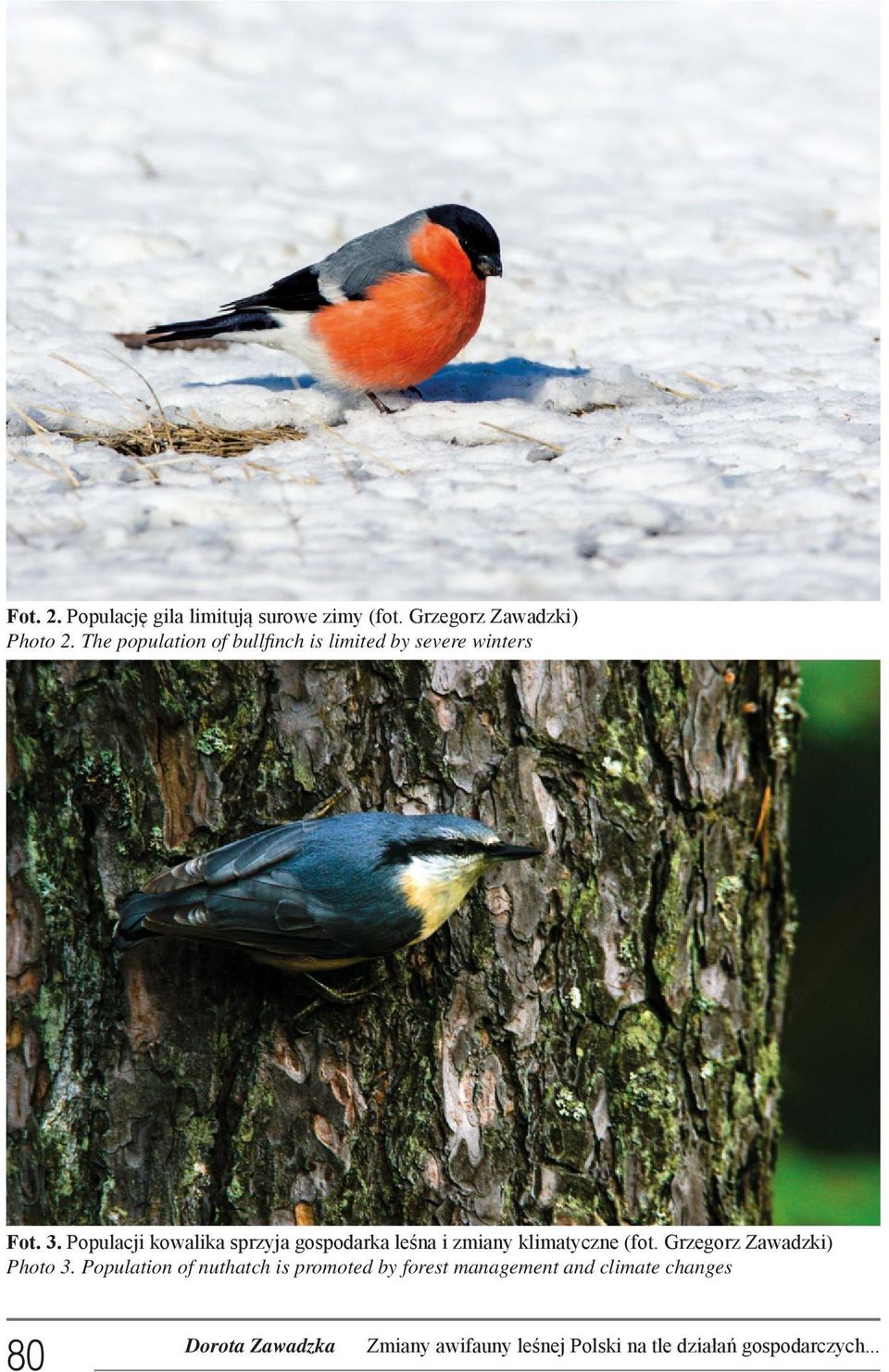 Populacji kowalika sprzyja gospodarka leśna i zmiany klimatyczne (fot.