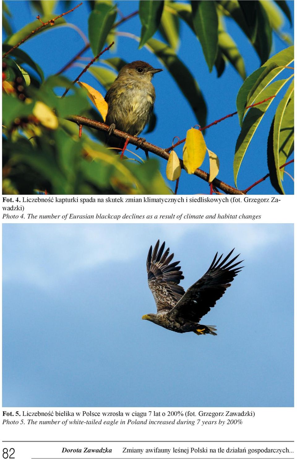 The number of Eurasian blackcap declines as a result of climate and habitat changes Fot. 5.