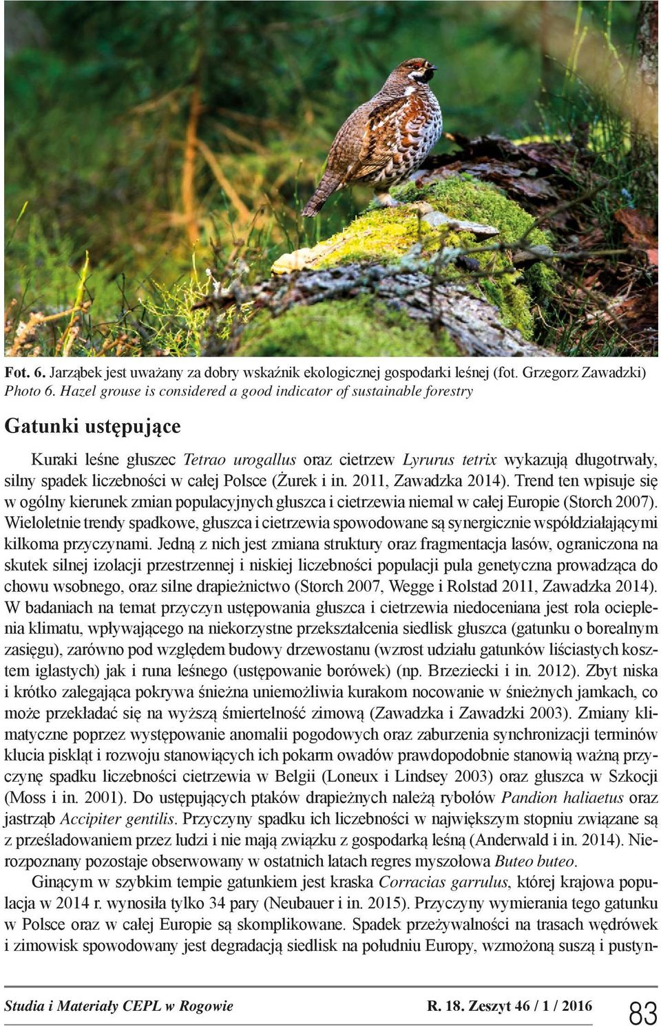 liczebności w całej Polsce (Żurek i in. 2011, Zawadzka 2014). Trend ten wpisuje się w ogólny kierunek zmian populacyjnych głuszca i cietrzewia niemal w całej Europie (Storch 2007).