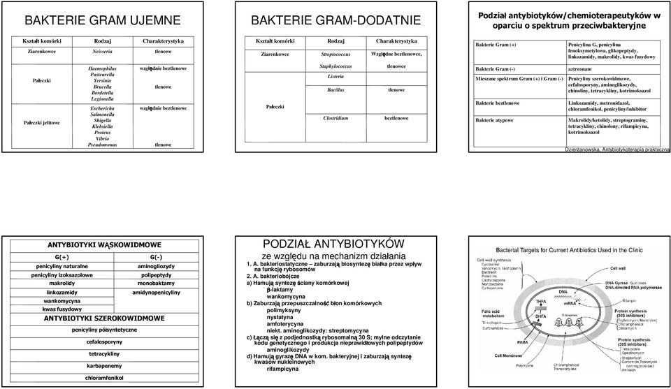 Pałeczki jelitowe Haemophilus Pasteurella Yersinia Brucella Bordetella Legionella Eschericha Salmonella Shigella Klebsiella Proteus Vibrio Pseudomonas względnie bez względnie bez Pałeczki