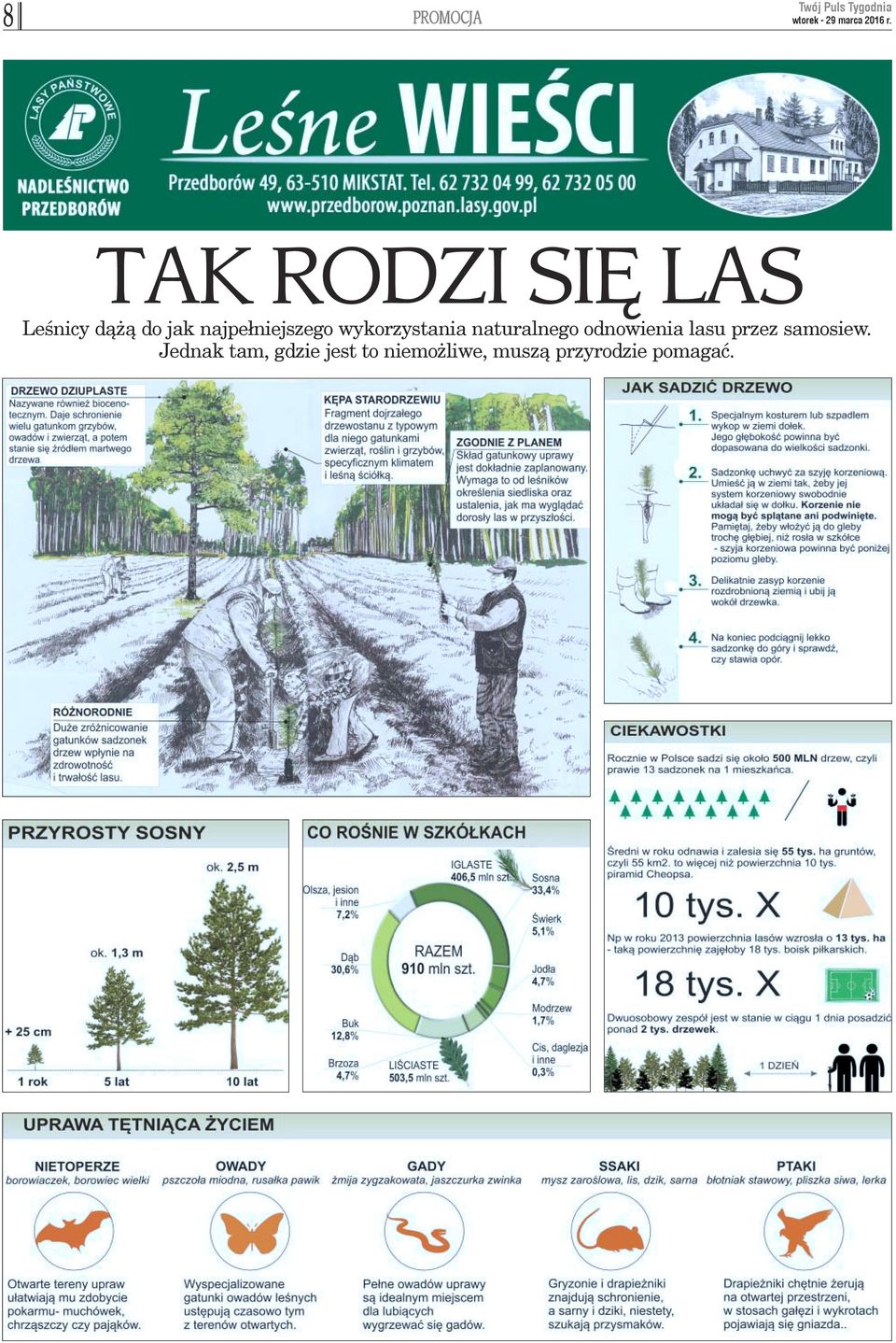wykorzystania naturalnego odnowienia lasu przez samosiew.