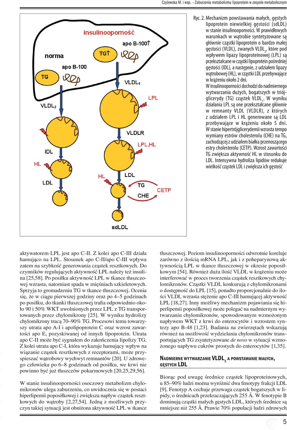 cząstki lipoprotein pośredniej gęstości (IDL), a następnie, z udziałem lipazy wątrobowej (HL), w cząstki LDL przebywające w krążeniu około 2 dni.