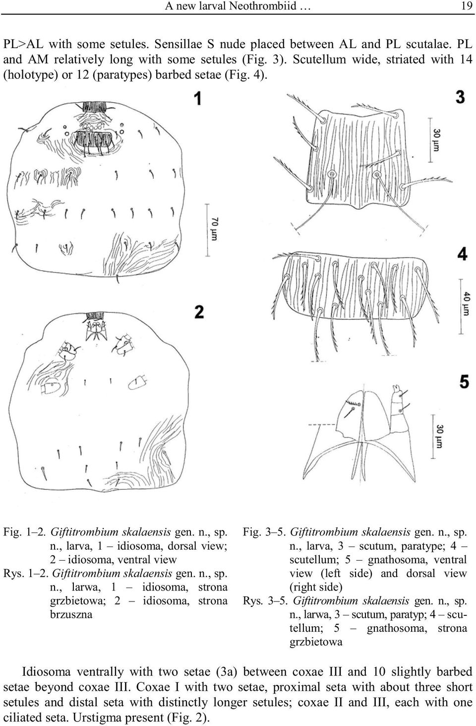 1 2. Giftitrombium skalaensis gen. n., sp. n., larwa, 1 idiosoma, strona grzbietowa; 2 idiosoma, strona brzuszna Fig. 3 5. Giftitrombium skalaensis gen. n., sp. n., larva, 3 scutum, paratype; 4 scutellum; 5 gnathosoma, ventral view (left side) and dorsal view (right side) Rys.