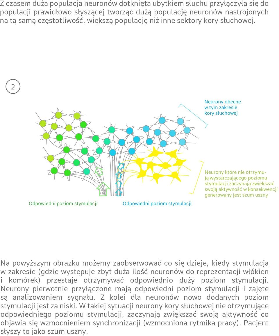 2 Neurony obecne w tym zakresie kory słuchowej Odpowiedni poziom stymulacji Odpowiedni poziom stymulacji Neurony które nie otrzymują wystarczającego poziomu stymulacji zaczynają zwiększać swoją