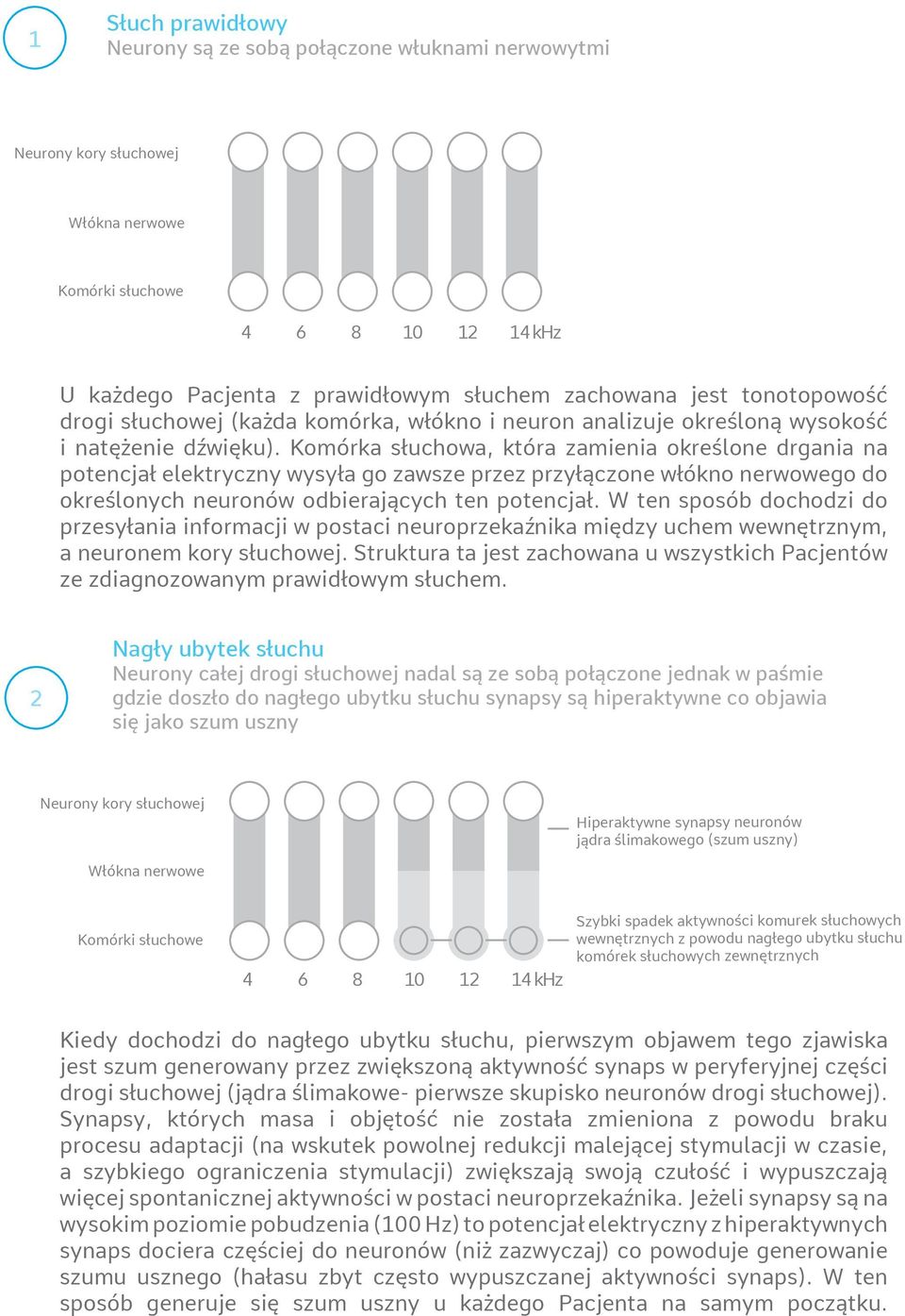 Komórka słuchowa, która zamienia określone drgania na potencjał elektryczny wysyła go zawsze przez przyłączone włókno nerwowego do określonych neuronów odbierających ten potencjał.