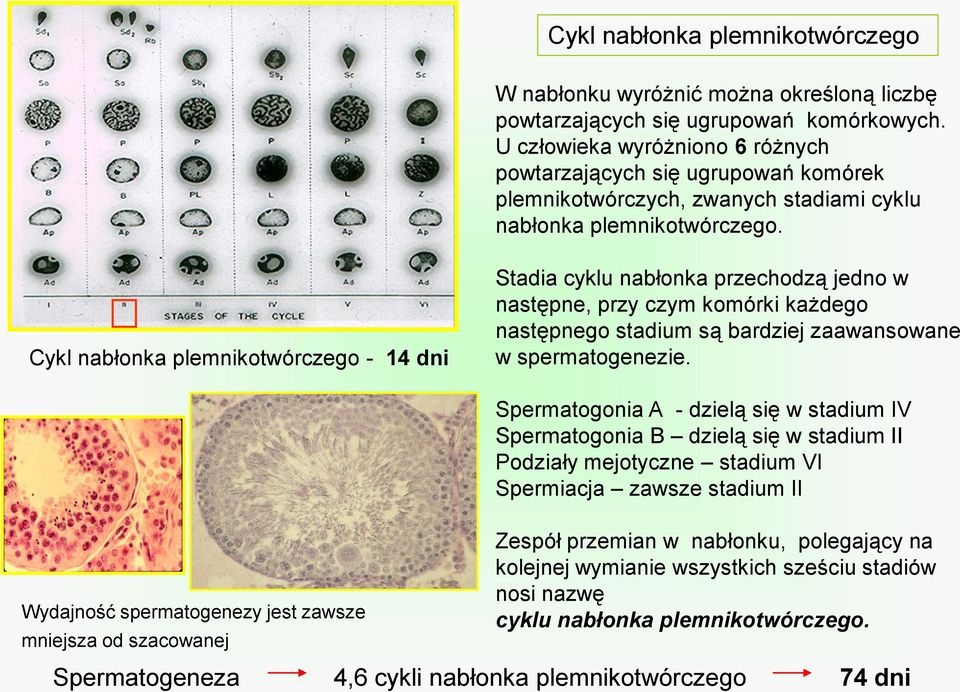 Cykl nabłonka plemnikotwórczego - 14 dni Stadia cyklu nabłonka przechodzą jedno w następne, przy czym komórki każdego następnego stadium są bardziej zaawansowane w spermatogenezie.