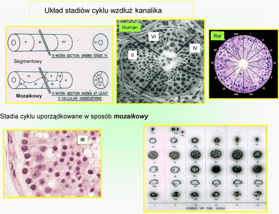 Segmentowy II IV Mozaikowy