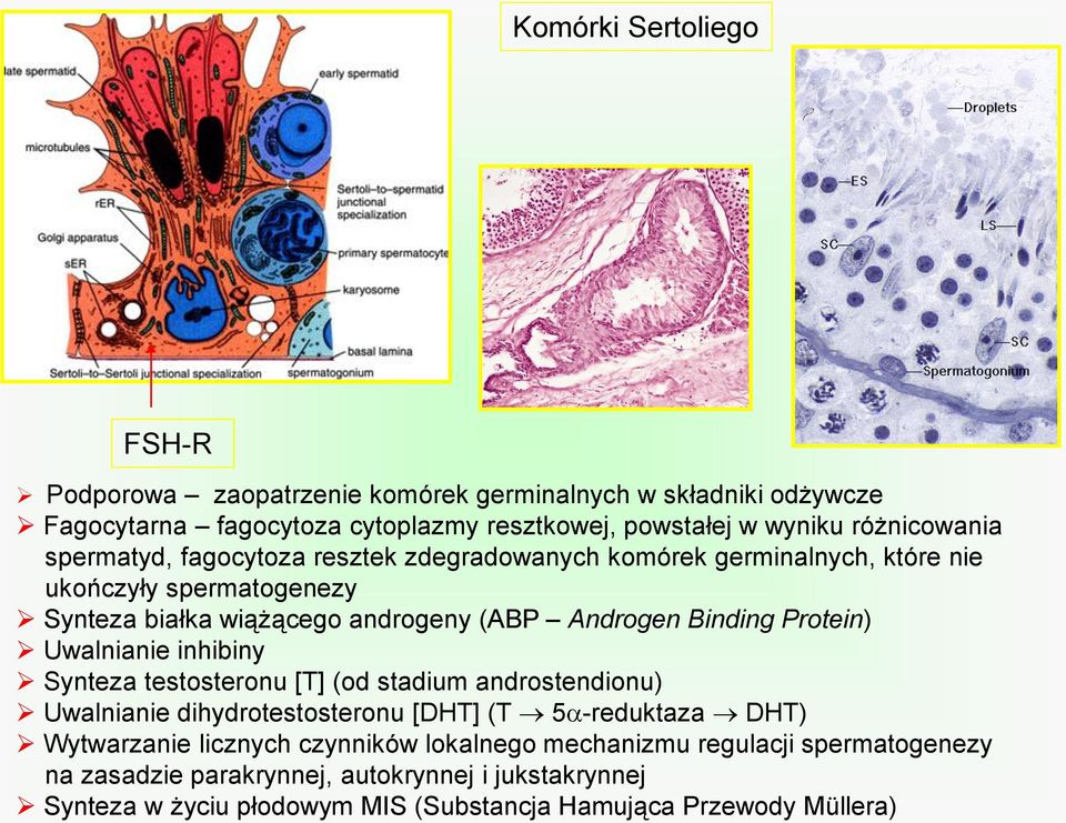 Binding Protein) Uwalnianie inhibiny Synteza testosteronu [T] (od stadium androstendionu) Uwalnianie dihydrotestosteronu [DHT] (T 5 -reduktaza DHT) Wytwarzanie