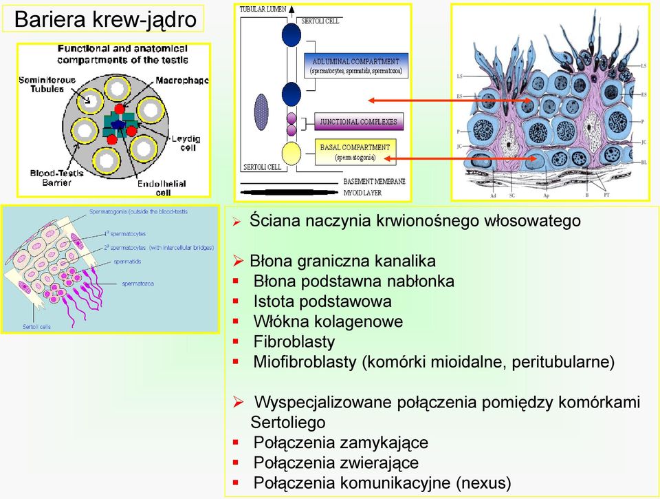Miofibroblasty (komórki mioidalne, peritubularne) Wyspecjalizowane połączenia