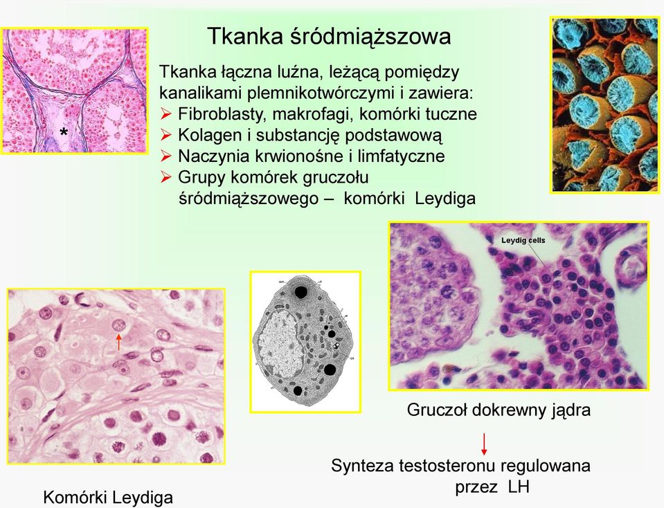 substancję podstawową Naczynia krwionośne i limfatyczne Grupy komórek gruczołu