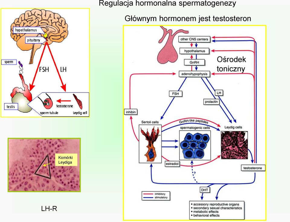 hormonem jest testosteron